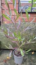 2 Year Old Dodonaea viscosa 'purpurea In 1ltr Pot Amazing Plant