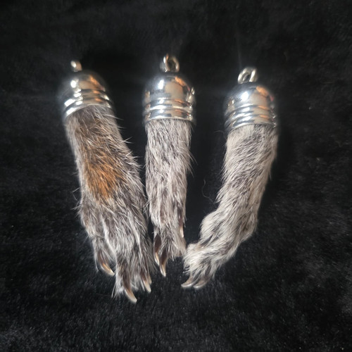 Authentic preserved squirrel - preserved,