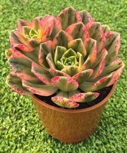 Aeonium sweet tea - aeonium, 'sweet