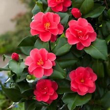 Camellia Plant Mary Williams in 9cm Pot - Rose Pink Garden Flowering Shrub