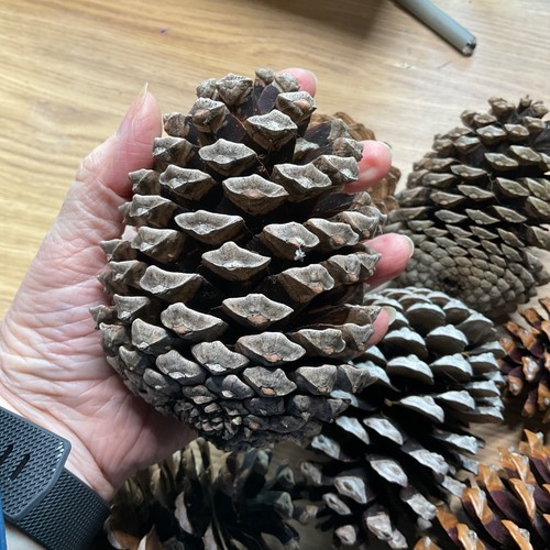 Giant pine cones craft - giant,
