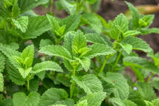 lemon balm tea melissa mint family fragrant valuable herb medicinal longevity