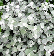 Helichrysum Goring Silver Easy