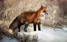 Fox In Winter Snow Hunting