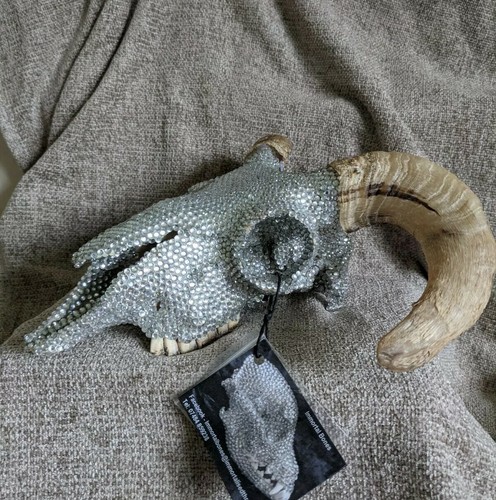 Taxidermy horned sheep - sheep, skull