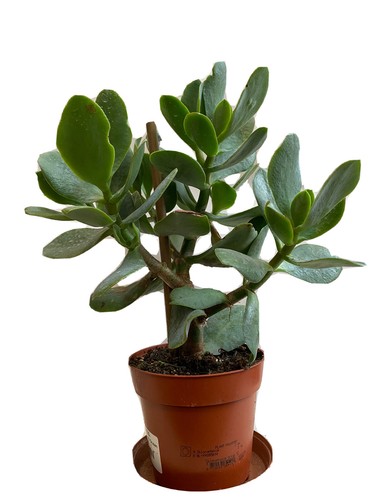 Japanese silver money plant - silver,