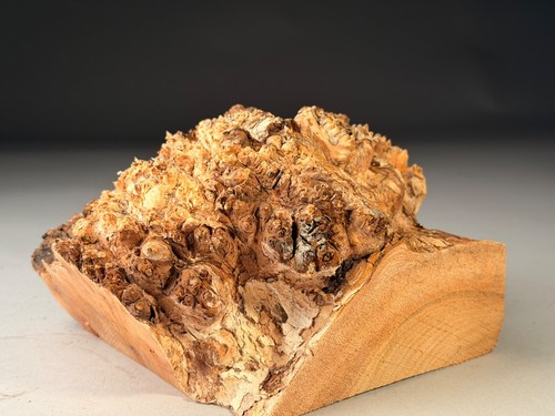 Amazing live edge burr - burr, elm