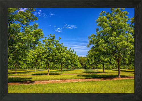 Georgia pecan tree orchard - georgia,