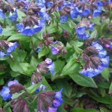 Pulmonaria blue ensign - 7×pulmonaria, ensign'