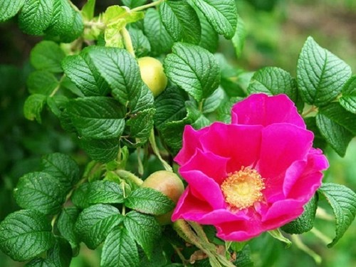 Wild rose rugosa - , 50