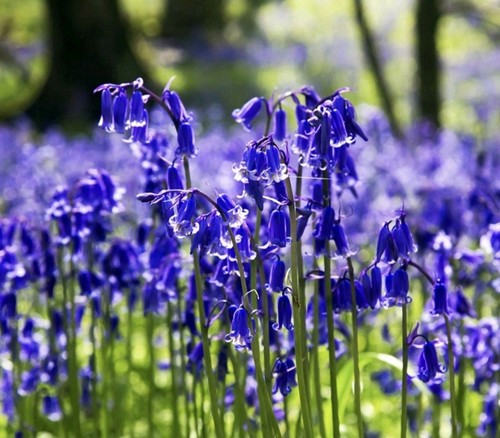 Bluebell bulbs fresh today - fresh,