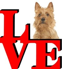 Australian Terrier Love Park