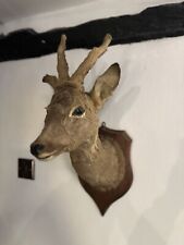 Vintage Taxidermy Deer Head Mount – Realistic Wall Décor Rustic Collectible