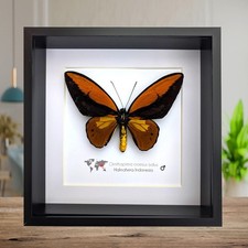 Framed ornithoptera croesus