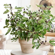 Established ficus little miss - 'ficus,