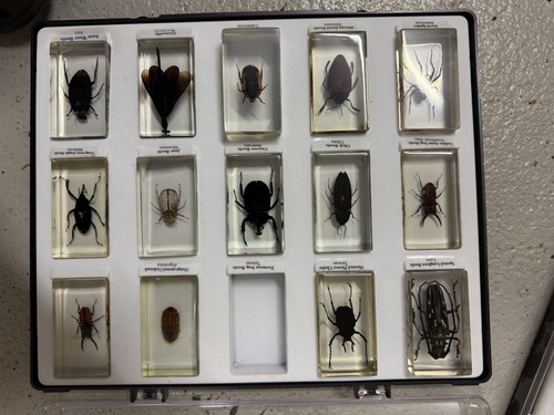 National geographic bugs - national,