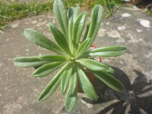 Tylecodon racemosus jaa 1091 - tylecodon,