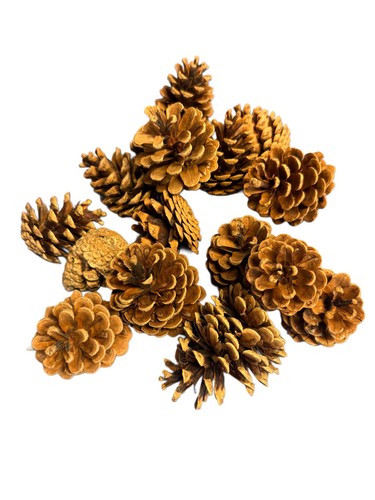 Natural pine cones - ,