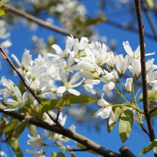 Amelanchier Ballerina | Juneberry Tree | Ornamental Garden Tree | 5-6ft