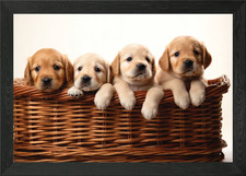 Basket Labrador Puppy Framed