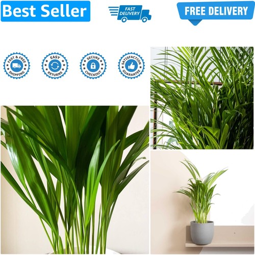 Indoor plants build - plants, own
