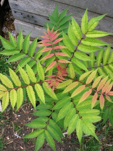 Sorbaria sem unusual - sorbaria,