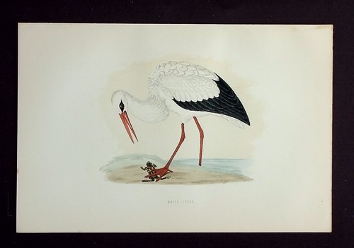 White stork ornithology - white, stork,