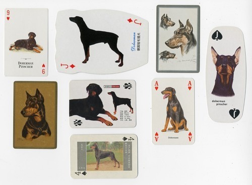 Doberman pinscher collection - pinscher,