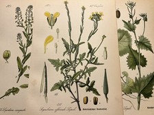 Illustration 1886 Pictures