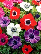 1-100 ANEMONE DE CAEN MIXED COLOUR SUMMER FLOWERING BULBS/CORMS PERENNIAL PLANT
