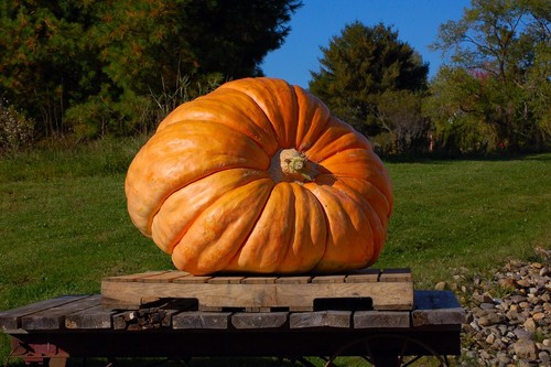 Pumpkin seeds huge - -, selection