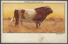 Lemco types of cattle, Shorthorn - circa 1903 postcard illus John Hassall
