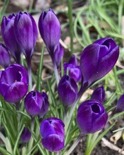 25 Purple Crocus 'Aqua' Spring
