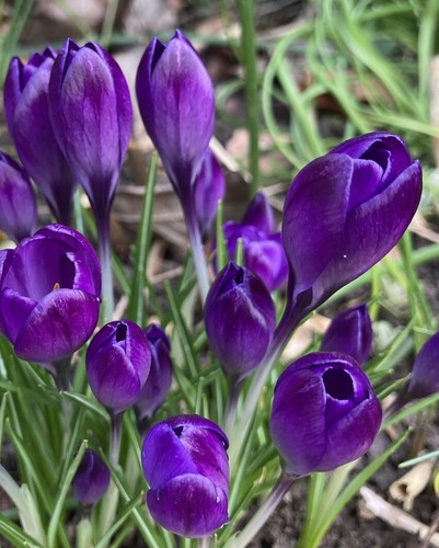 Purple crocus aqua - crocus, spring