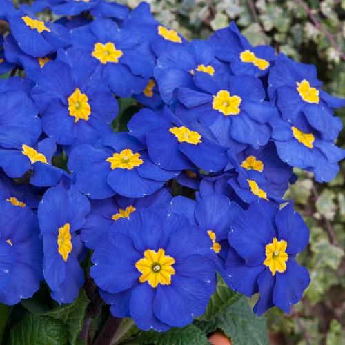 Polyanthus blue colourful - |,