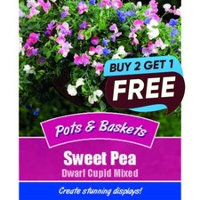 Sweet Pea Dwarf Cupid Mixed- 11 Flower Seeds Garden Plant Pots Tubs Baskets