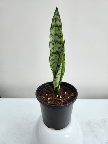Snake plant