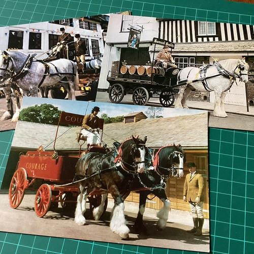 Shire dray horses - horses., 3