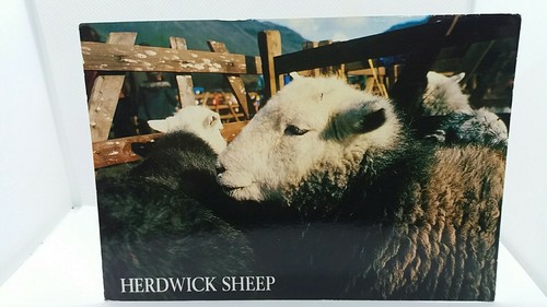 Herdwick sheep lake district - lake,