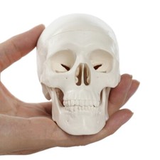 Skull model human head - skull,