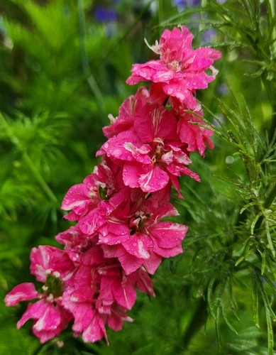 Rocket larkspur mix - , +40