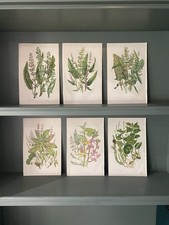 6 x Medium Size Original