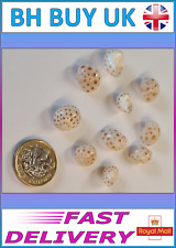 10 x SMALL SHELLS MARINE
