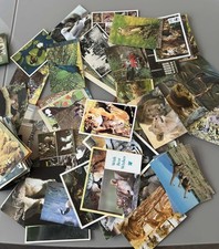 100 Vintage Animal & Bird