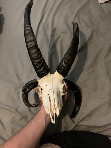 Jacob sheep rare - jacob,