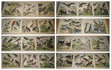 Schubert c1880 antique Folio Print x23 parrots, birds of prey, corvids, finches