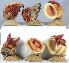 4" MODEL SEA SHELLS WITH CRABS