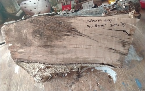 Spalted holly burr bowl blank - spalted,