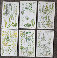6 x Vintage Botanical  1974