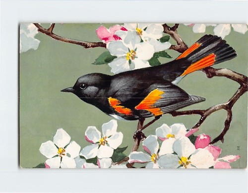 Postcard redstart setophaga - redstart, (setophaga